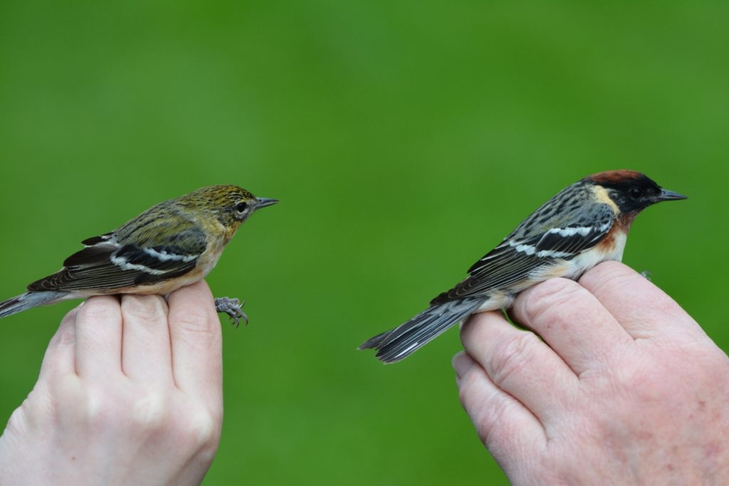 Bay-breasted Warblers, after-second-year male and second-year female