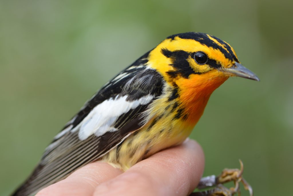 Blackburnian Warbler, second-year male
