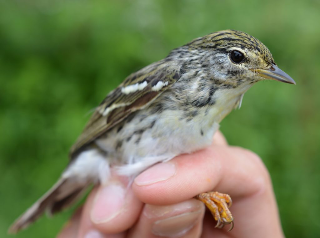 Blackpoll Warbler, second year female