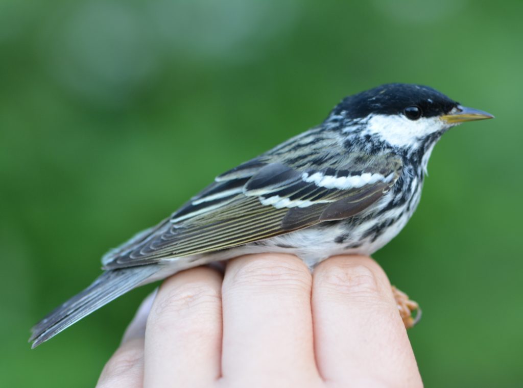 Blackpoll Warbler, second-year male