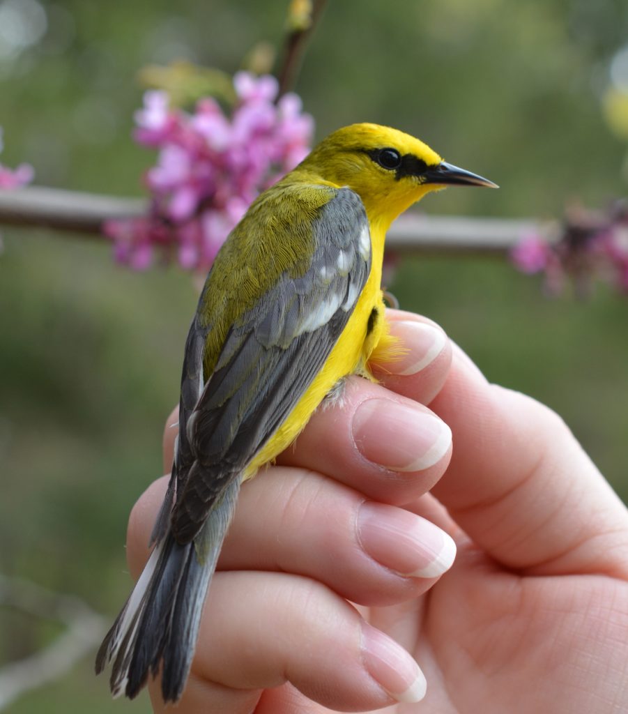 Blue-winged Warbler, second-year male