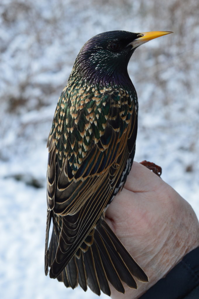European Starling, after-second-year