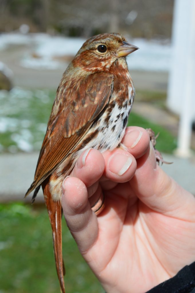 Fox Sparrow, after-second-year