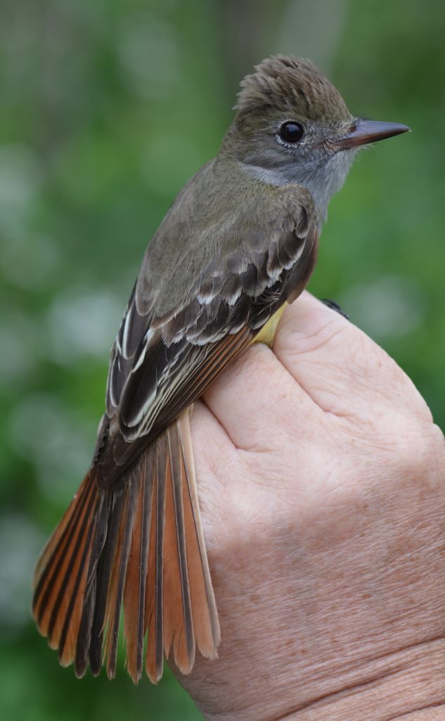 Great-crested Flycatcher, second-year