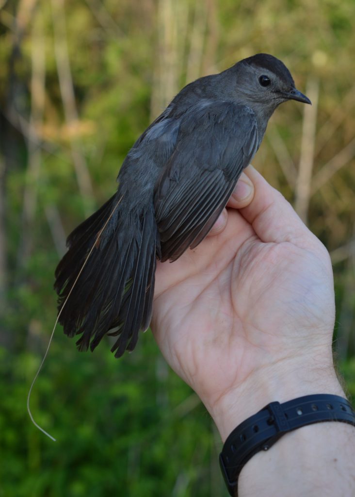 Gray Catbird with nanotag transmitter attached to its rump