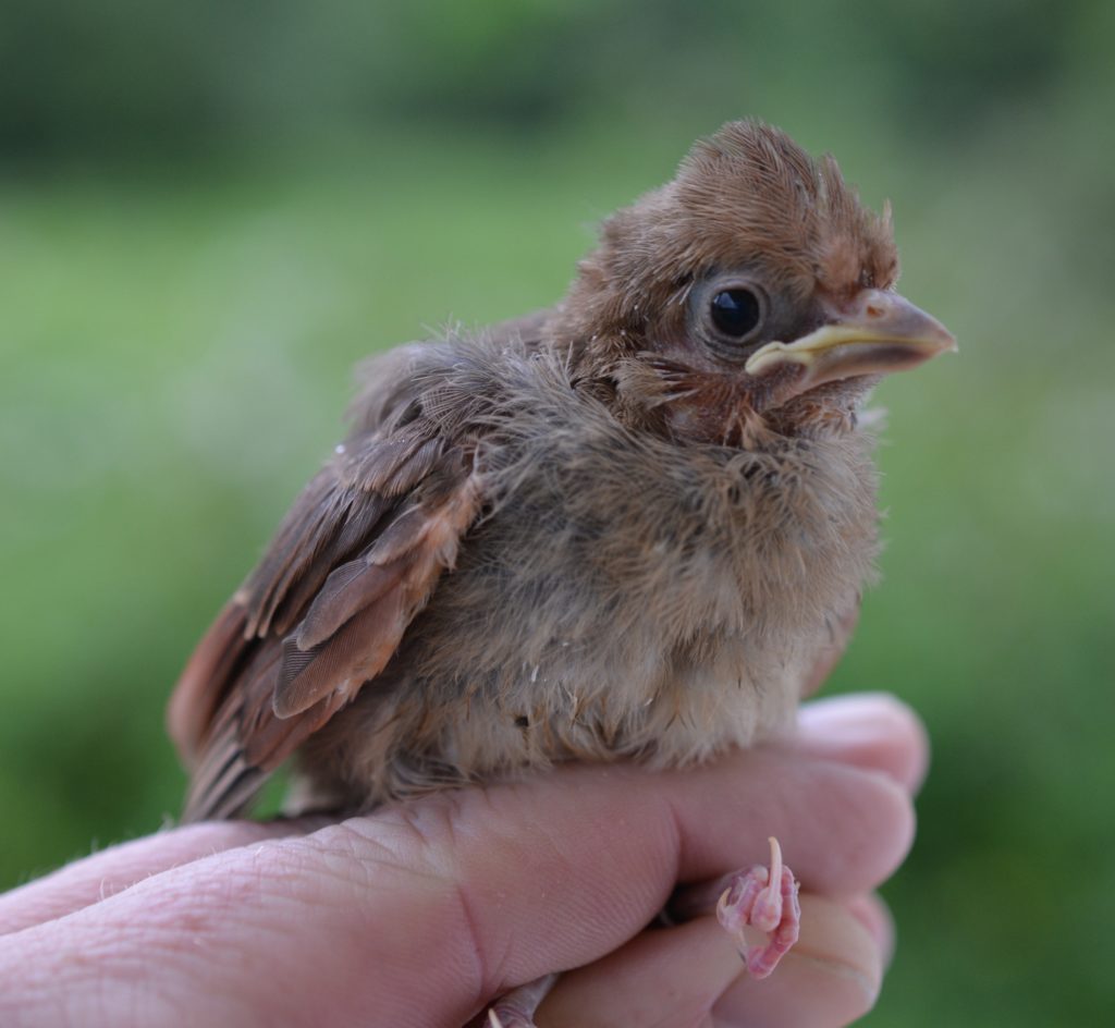 newly-hatched Northern Cardinal fledgling