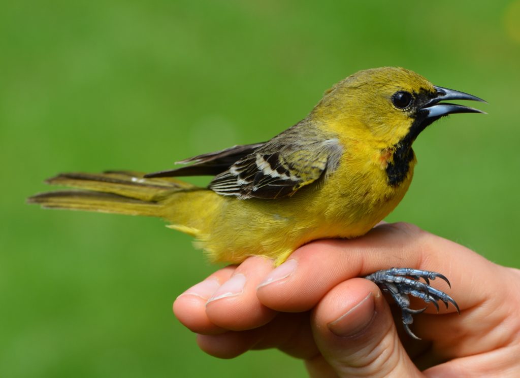 Orchard Oriole, Second-year male