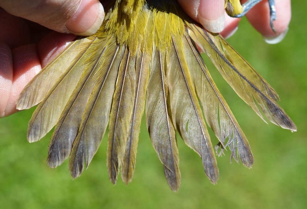 Fanned tail of Orchard Oriole, second-year male