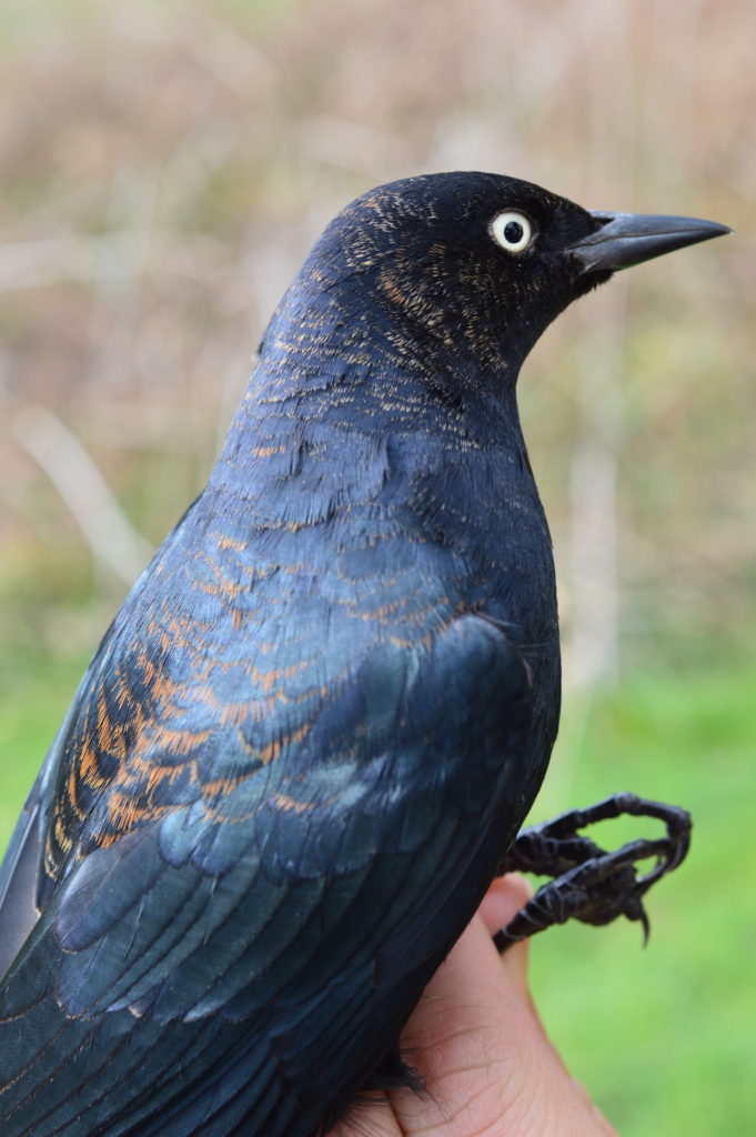 Rusty Blackbird, adult