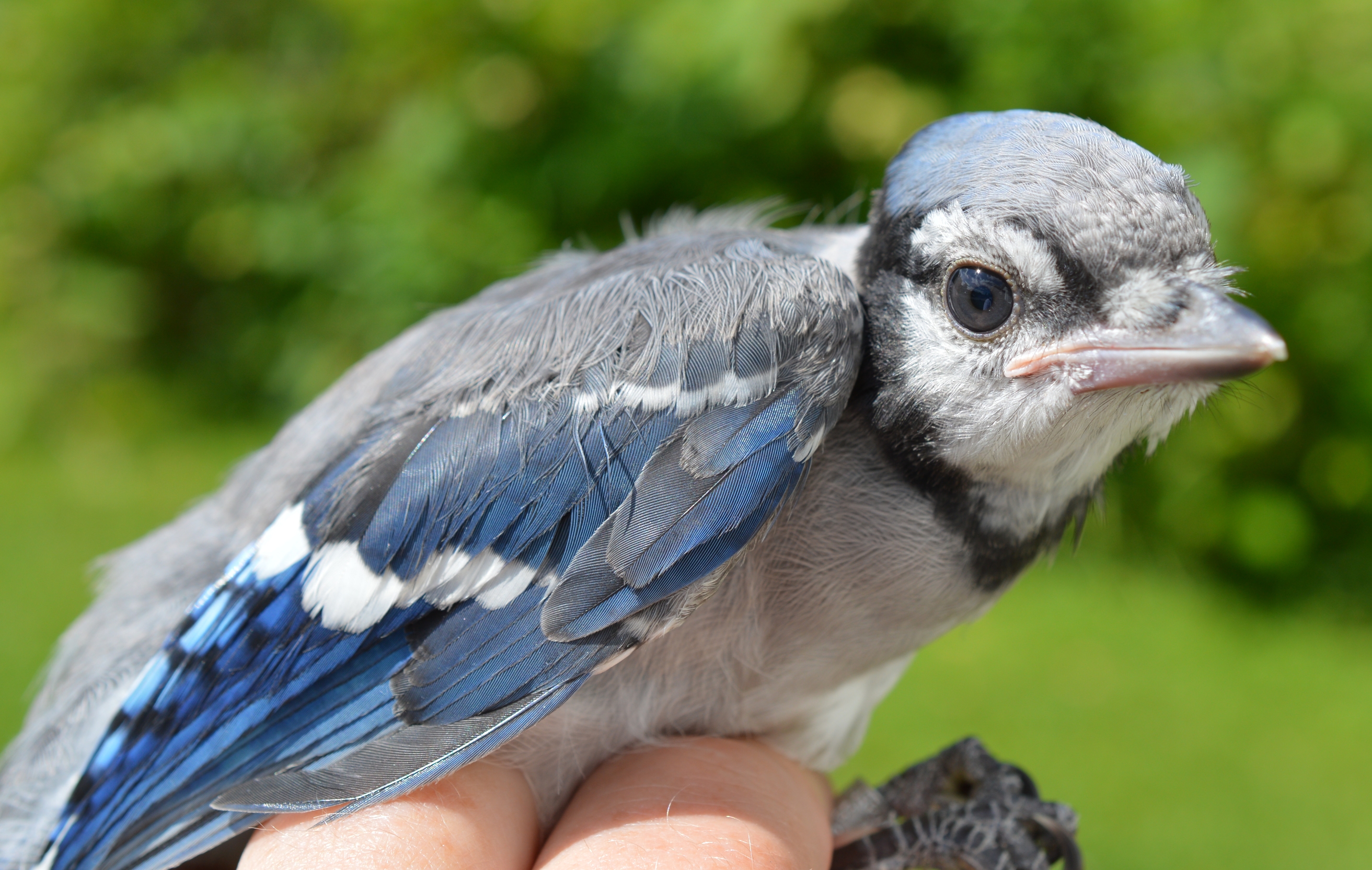 Blue Jay fledgling, profile