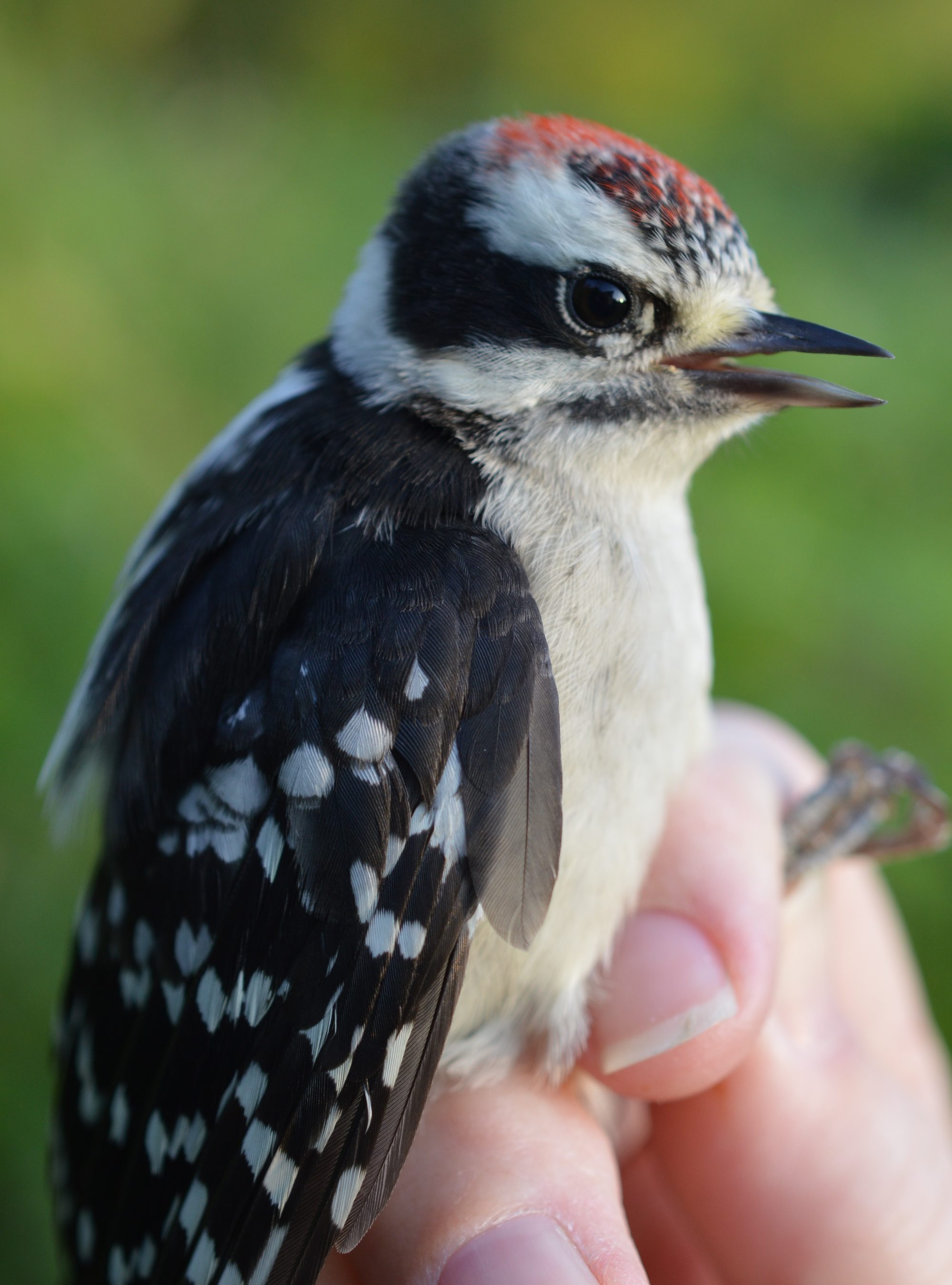 Downy Woodpecker Fledgling