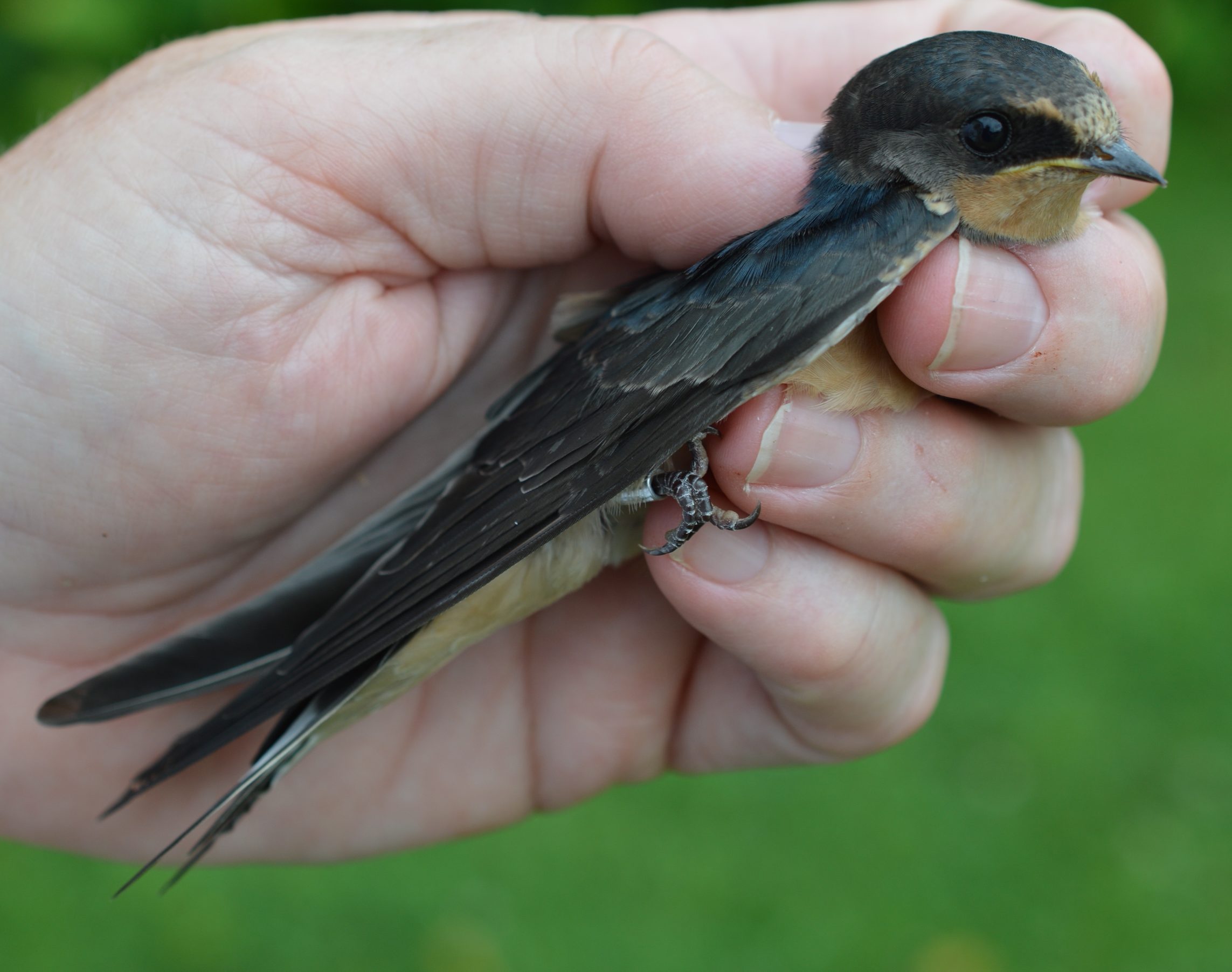 Hatch-year Barn Swallow