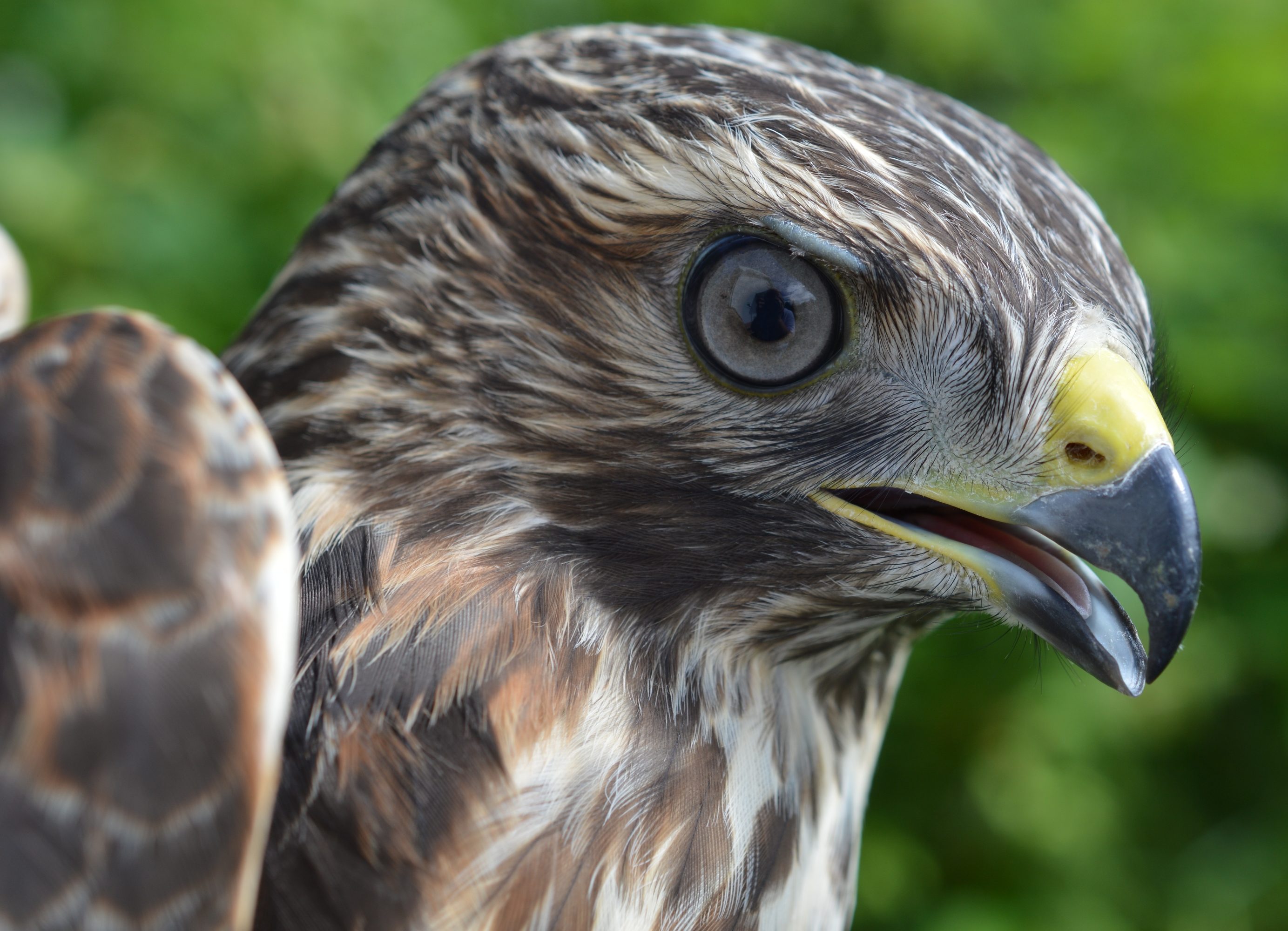 Red-shouldered Hawk, close-up of head