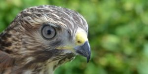 Red-shouldered Hawk