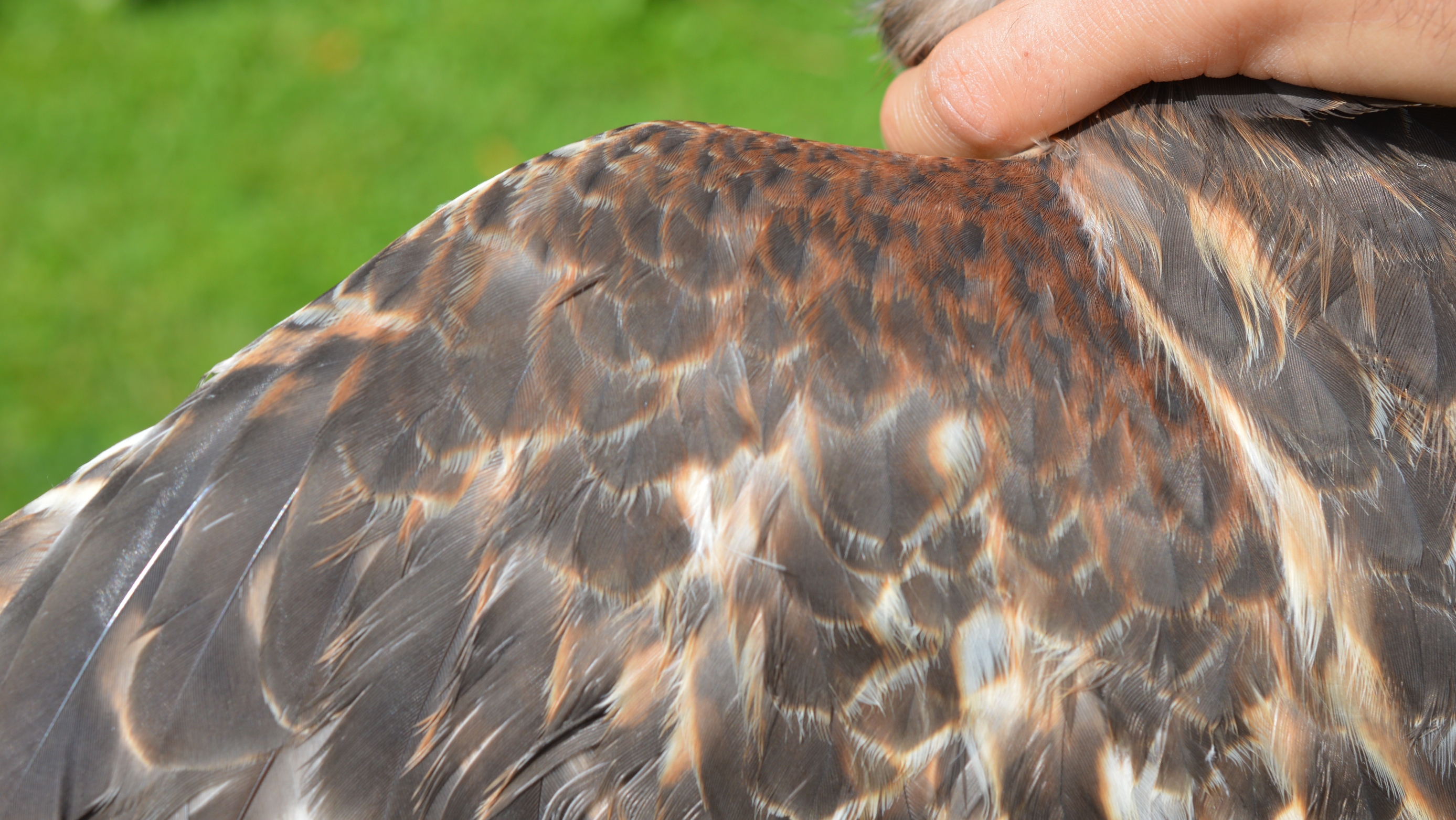 Red-shouldered Hawk, close-up of red patch on wing