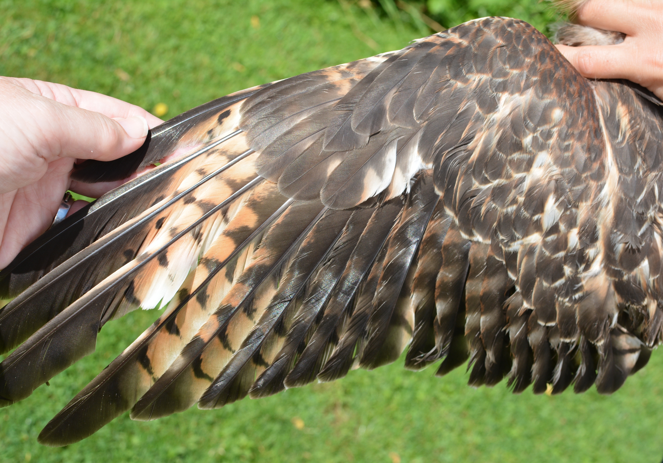 Red-shouldered Hawk, spread wing
