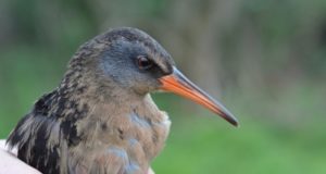 Virginia Rail