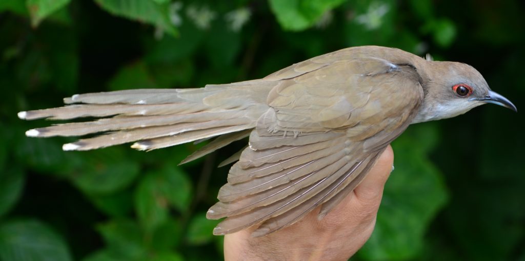 adult Black-billed Cuckoo
