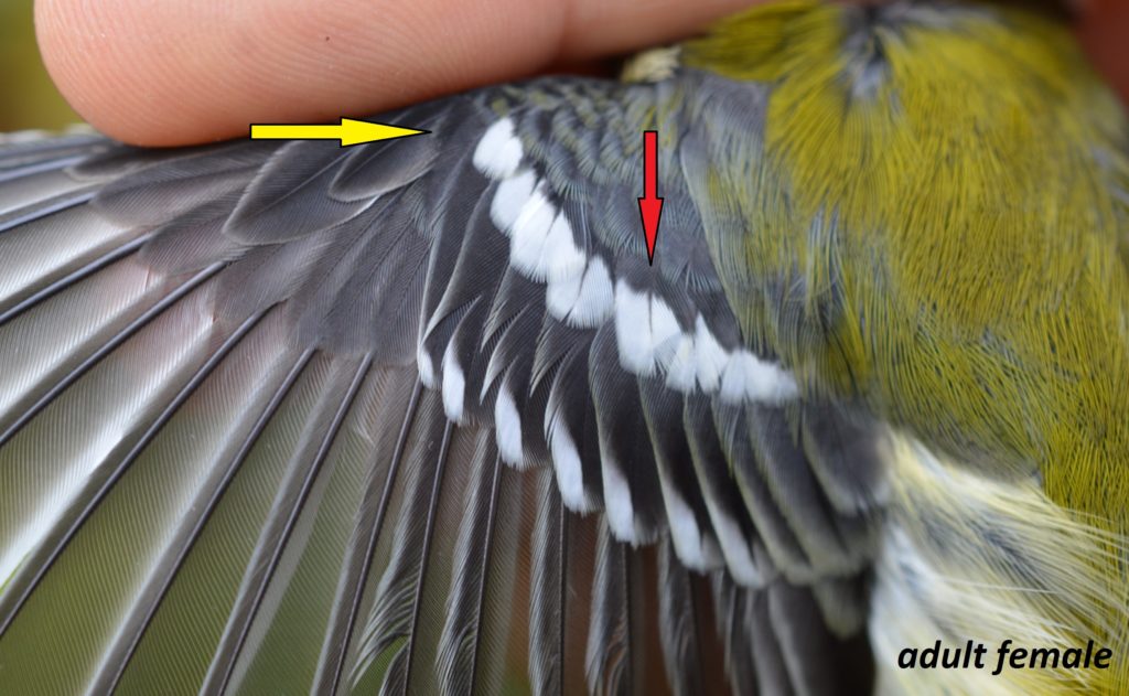 Black-throated Green Warbler wing, AHY-F