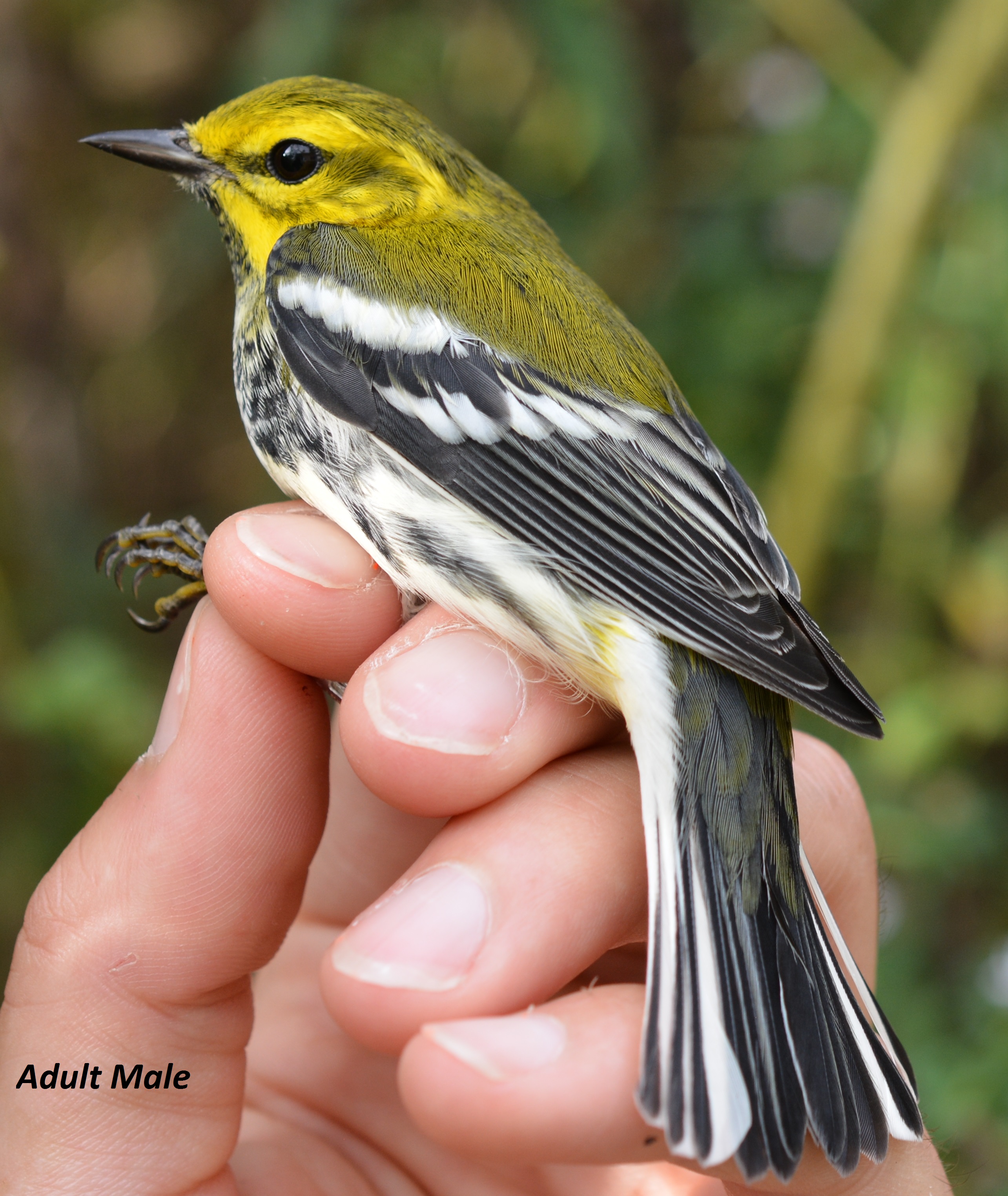 Black-throated Green Warbler, adult male