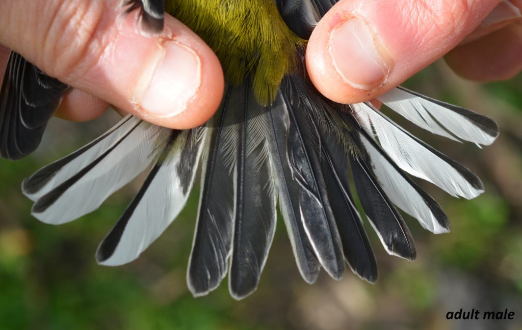 Black-throated Green Warbler tail, AHY-M
