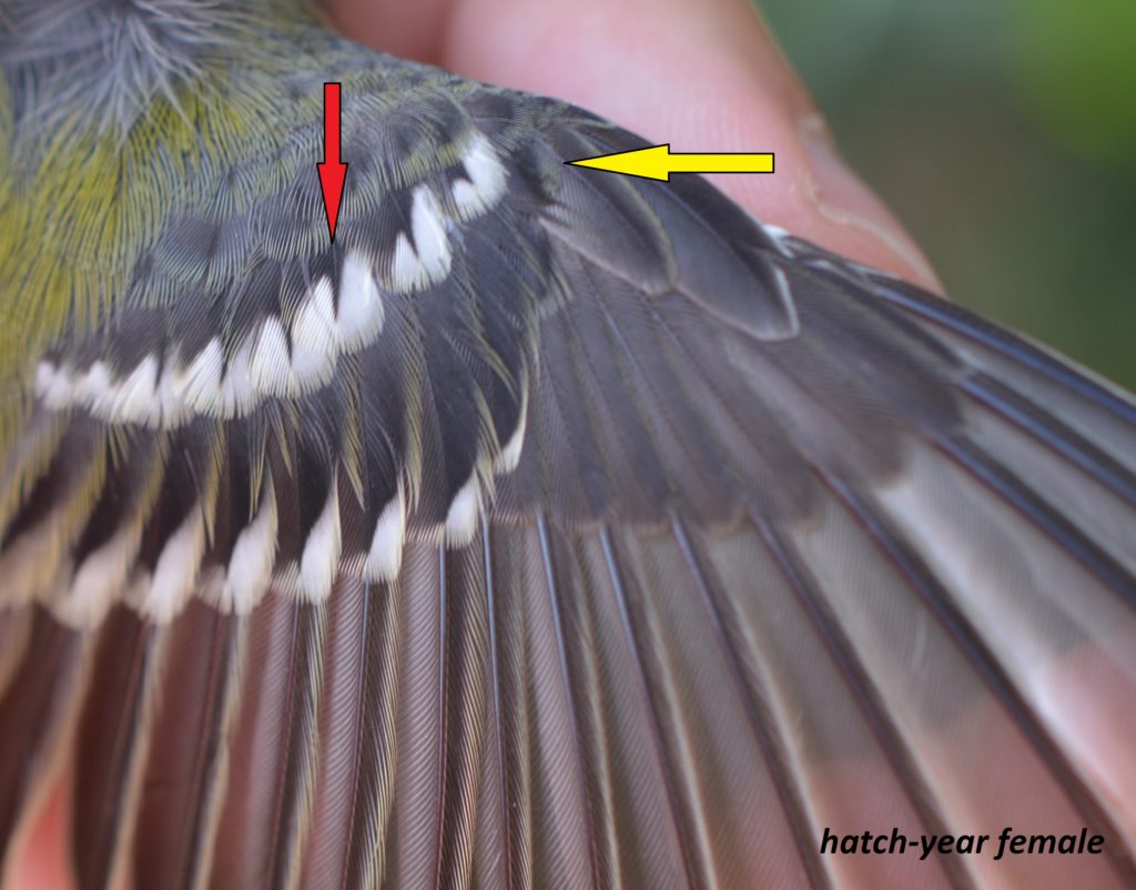 Black-throated Green Warbler wing, HY-F