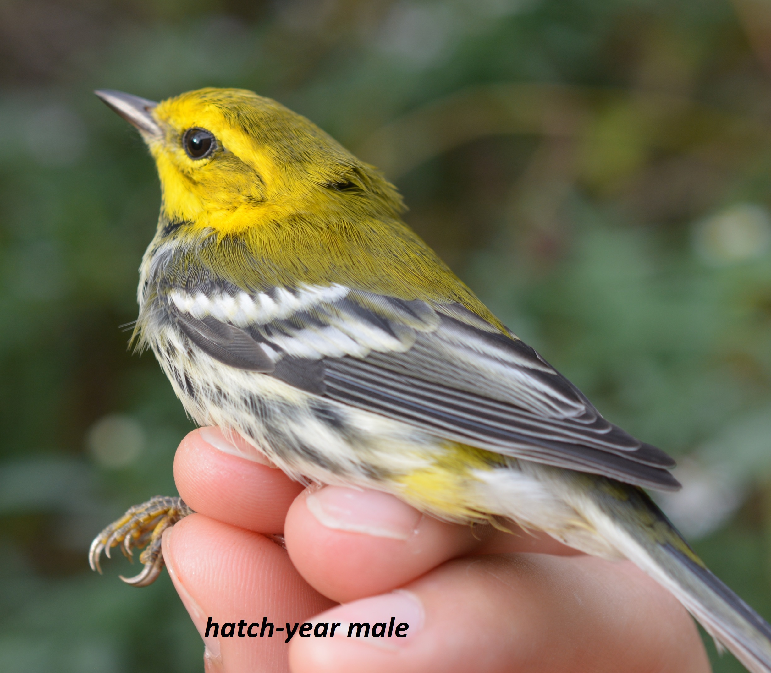 Black-throated Green Warbler, hatch-year male