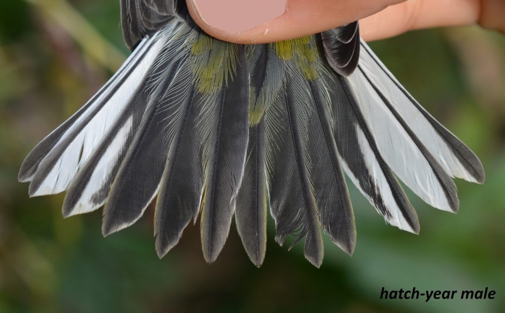 Black-throated Green Warbler tail, HY-M