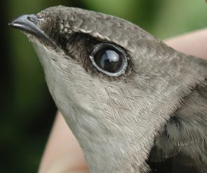 Chimney Swift close-up, hatch-year