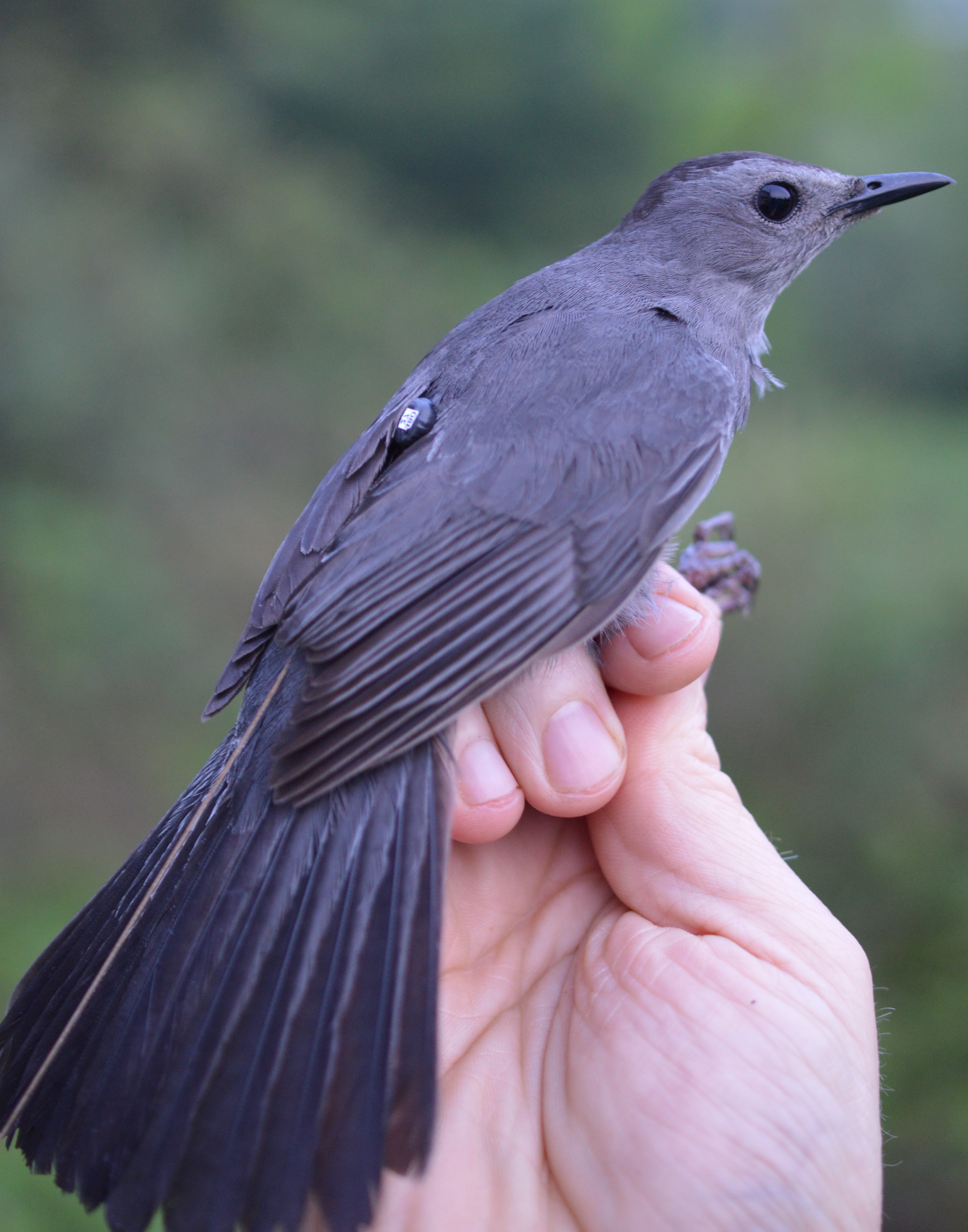 Grey Catbird returning with nanotag Powdermill Nature Reserve