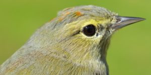 Orange-crowned Warbler, AHY-M, profile small