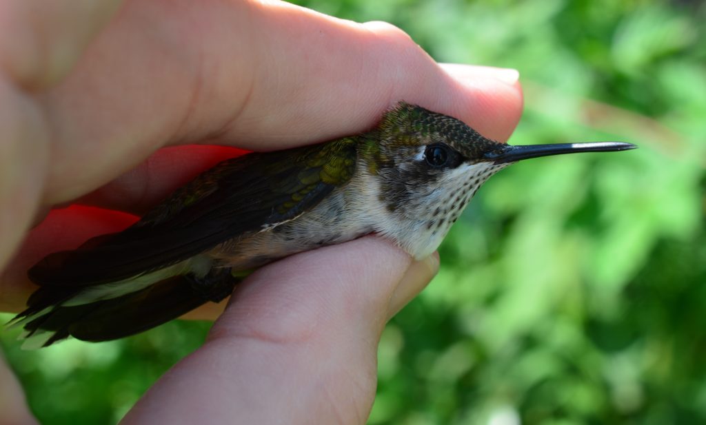 Ruby-throated Hummingbird, hatch-year male