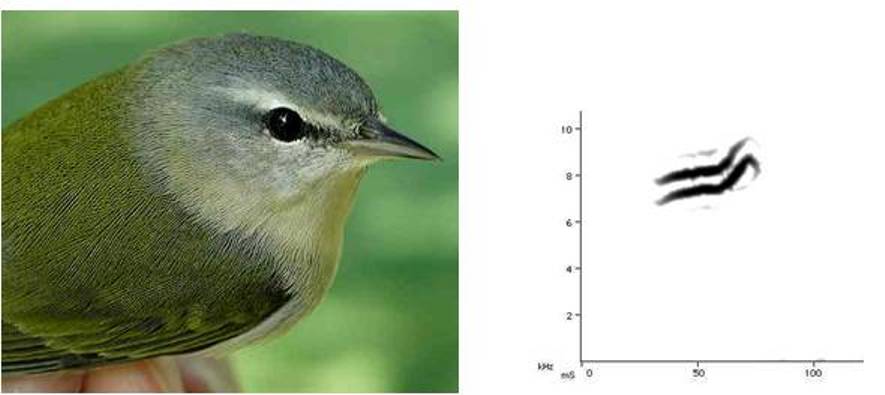 Tennessee Warbler with sonogram