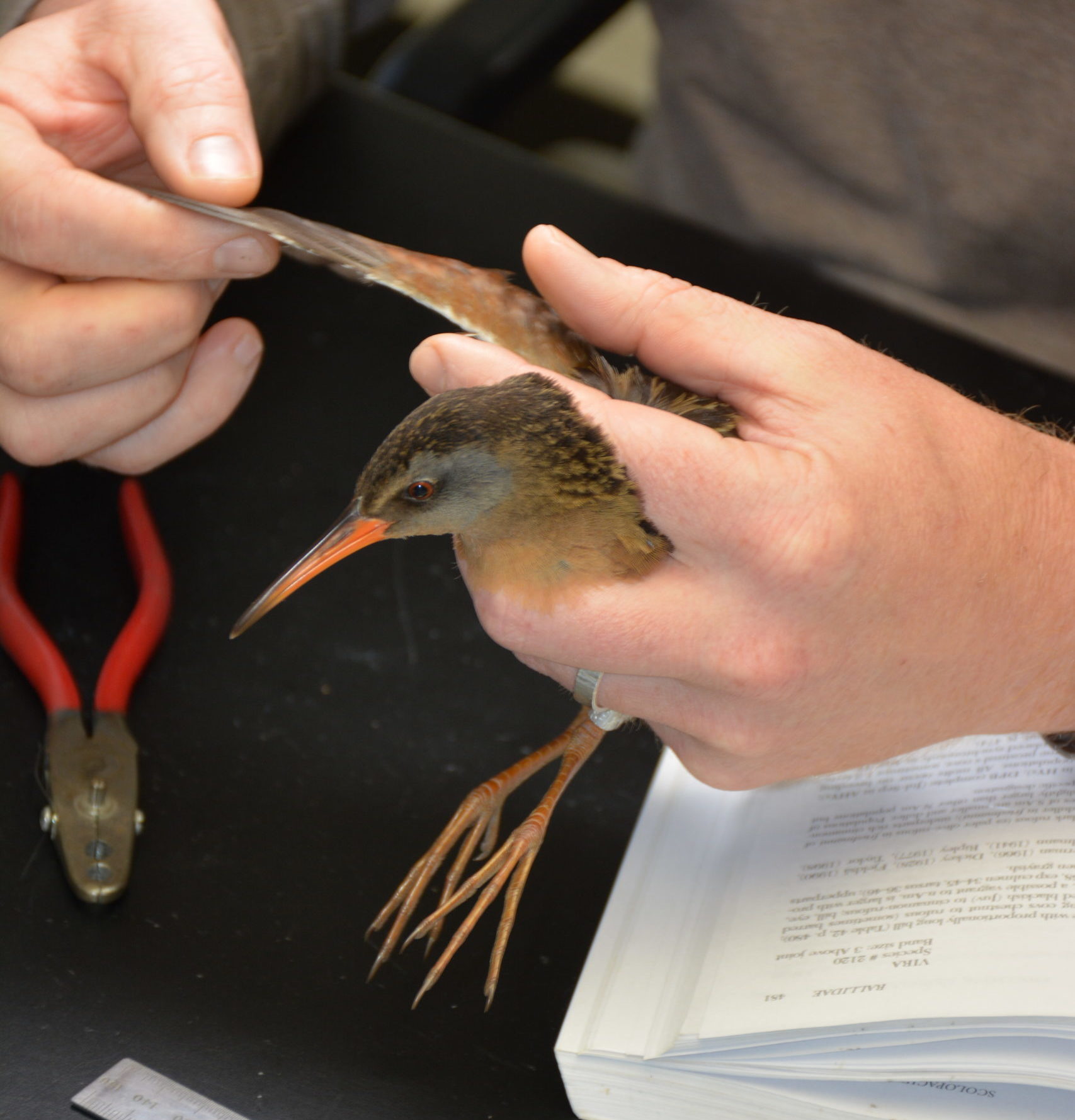Ageing a Sora at Powdermill Avian Research Center