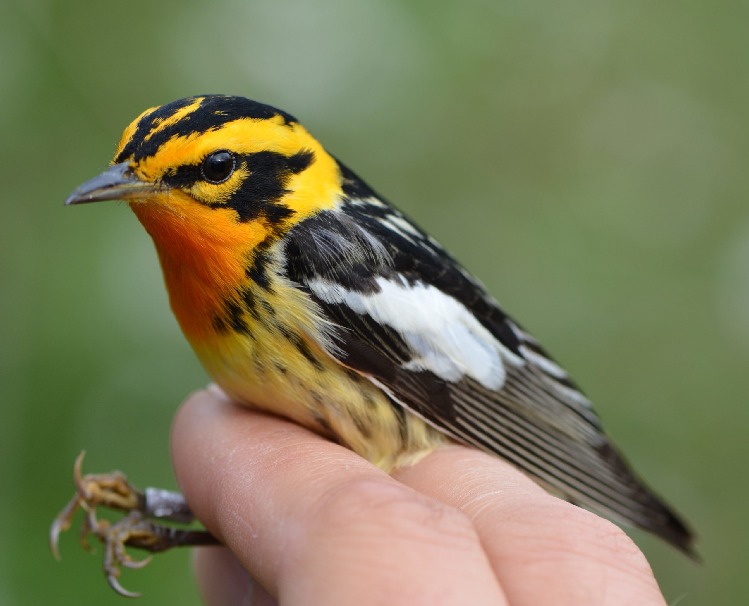 Blackburnian Warbler, second-year Male