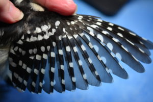 Spread wing of Downy Woodpecker