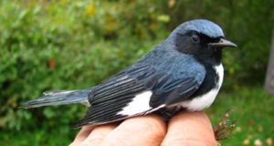 Black-throated Blue Warbler, adult male